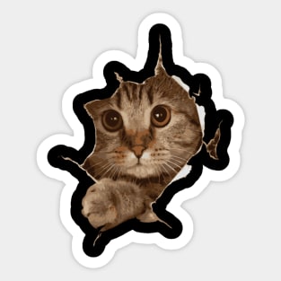 Sweet Kitten Torn Cat Cat Owner Cat Lady Sticker